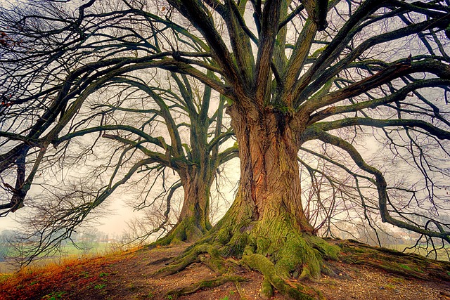 An old spreading tree